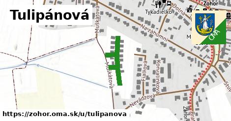 Tulipánová, Zohor