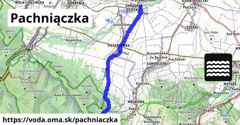 Pachniączka